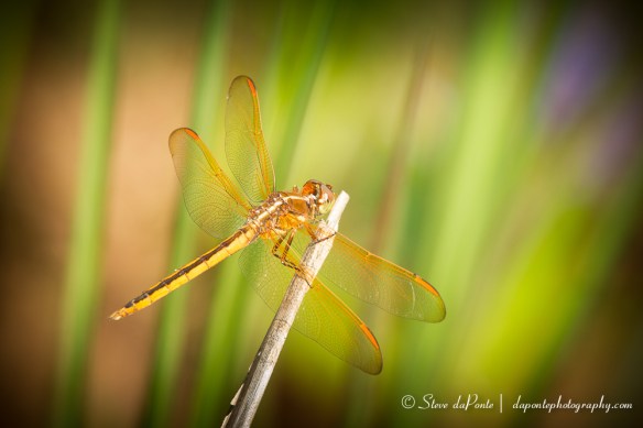 stevedaponte_dragonfly_color_img0376