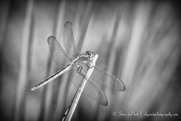 stevedaponte_dragonfly_mmc_img0376